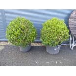 Pair of buxus ball plants