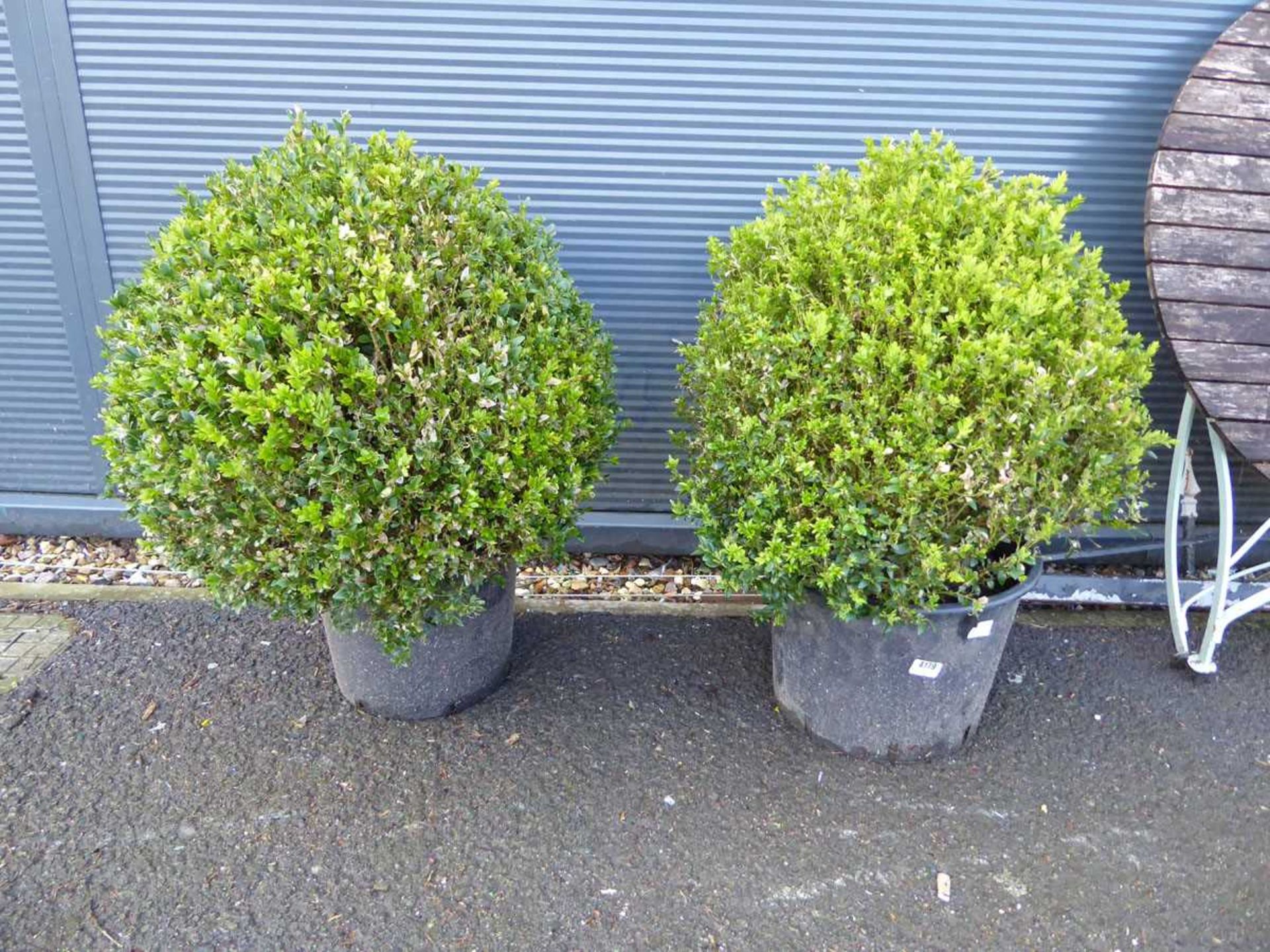 Pair of buxus ball plants