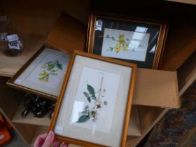 Box containing botanical prints