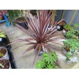 +VAT Potted Cordyline Australis