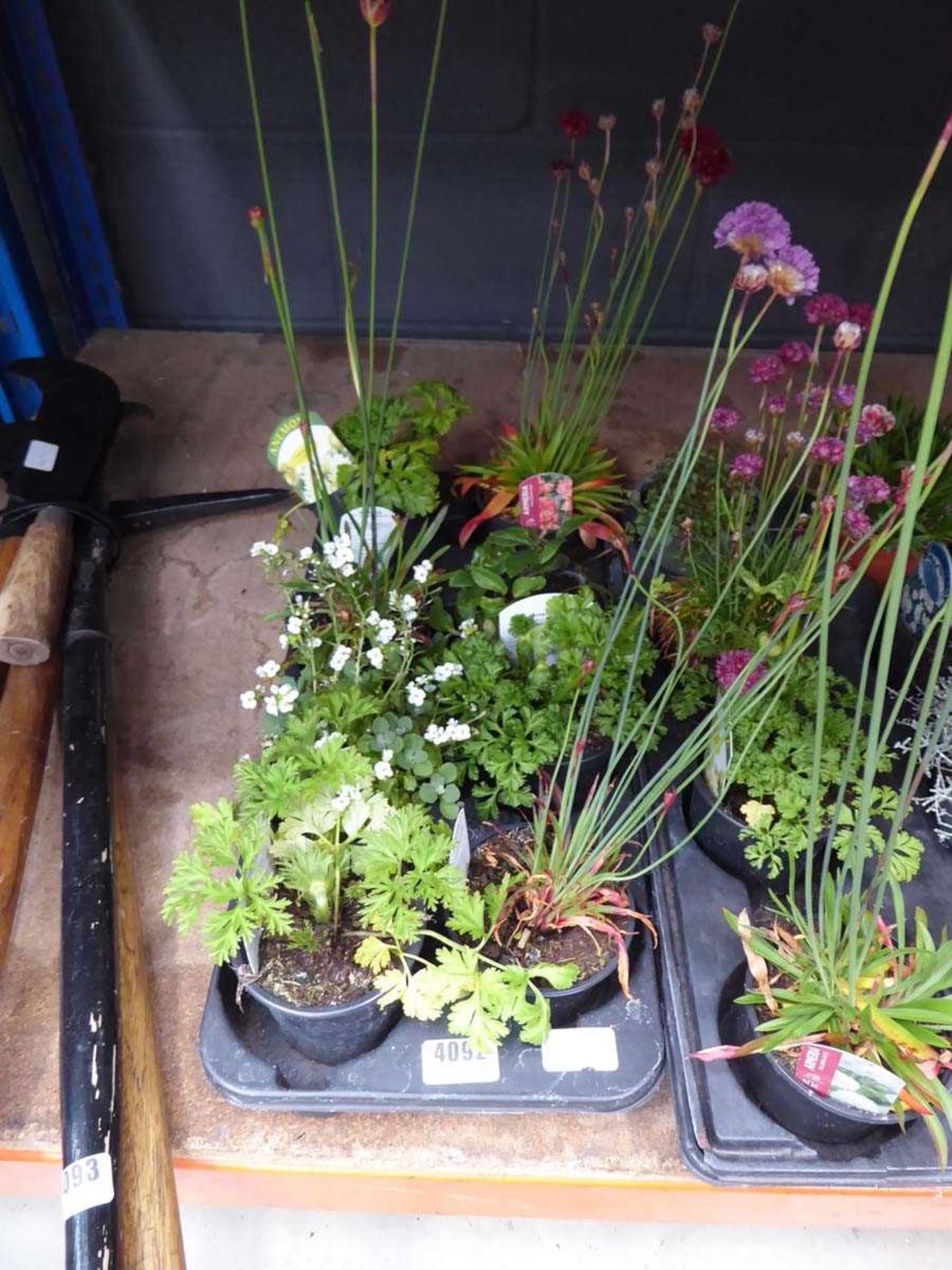 Tray of assorted alpine plants