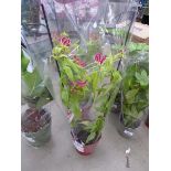 +VAT Gloriosa Rothchild plant