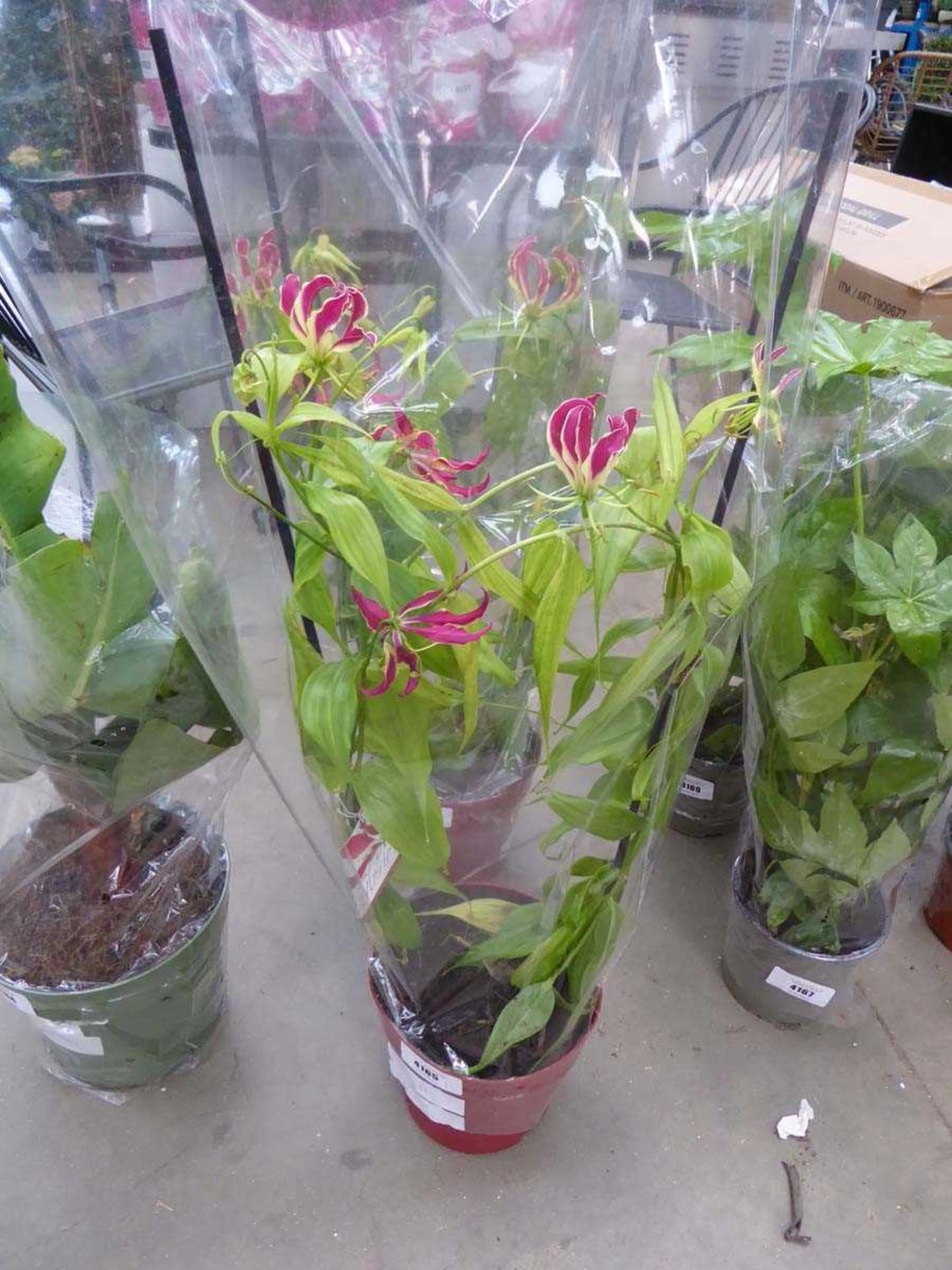 +VAT Gloriosa Rothchild plant