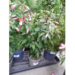 +VAT Potted Fuchsia