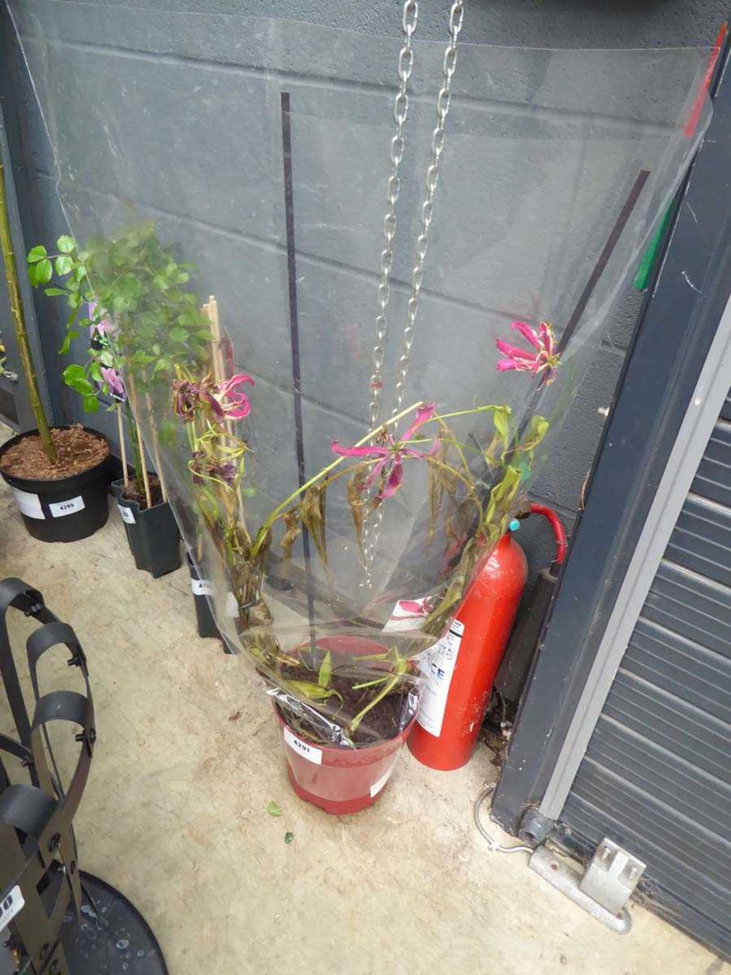 +VAT Gloriosa Rothchild plant