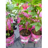 +VAT Potted Peony