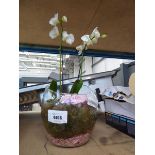 +VAT Artificial orchid broken bowl