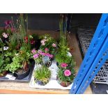 Tray of assorted alpine plants