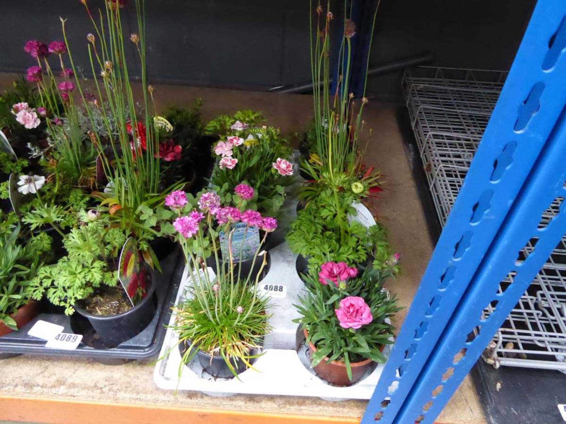Tray of assorted alpine plants