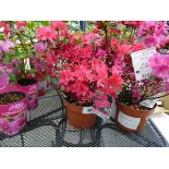 +VAT Potted Azalea