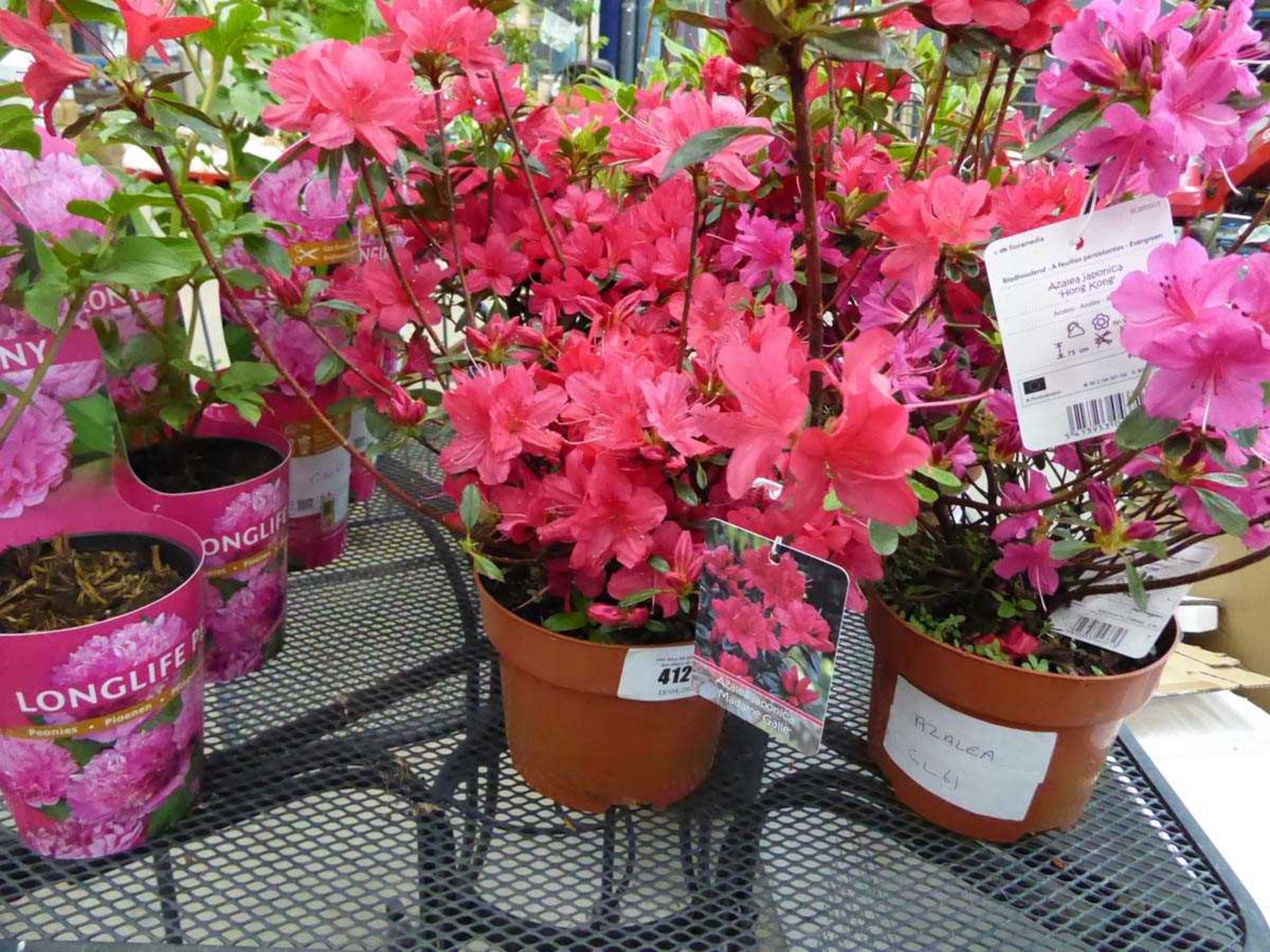 +VAT Potted Azalea