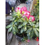 +VAT Large Rhododendron plant