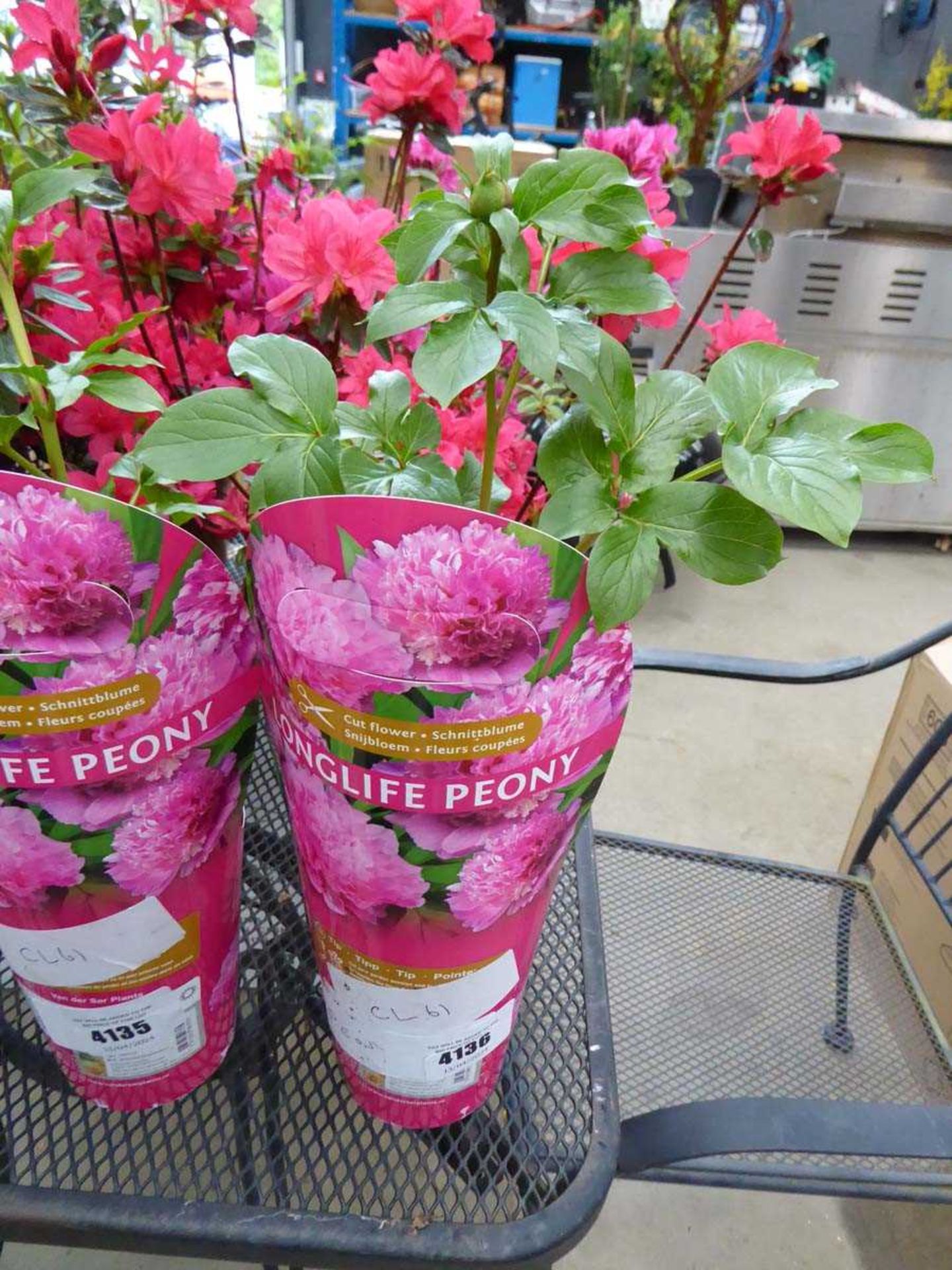 +VAT Potted Peony