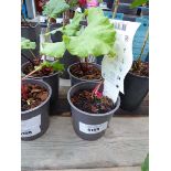 2 x Potted Rhubarb