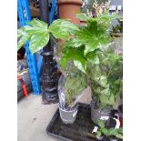 +VAT Potted Fatsia