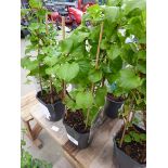 +VAT Climbing Hydrangea