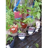 +VAT Potted Deutzia plant