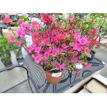 +VAT Potted Azalea