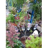 +VAT Potted Acer