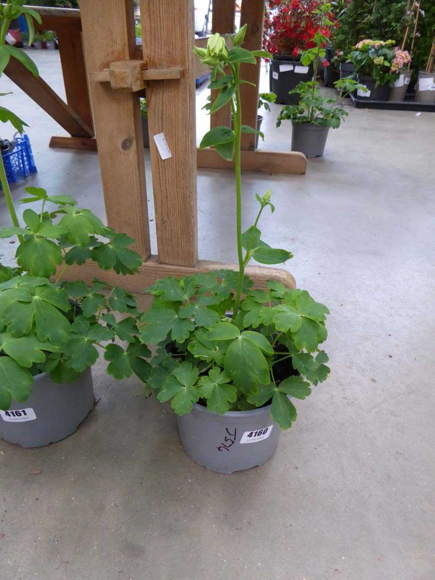 Potted Aquilegia plant