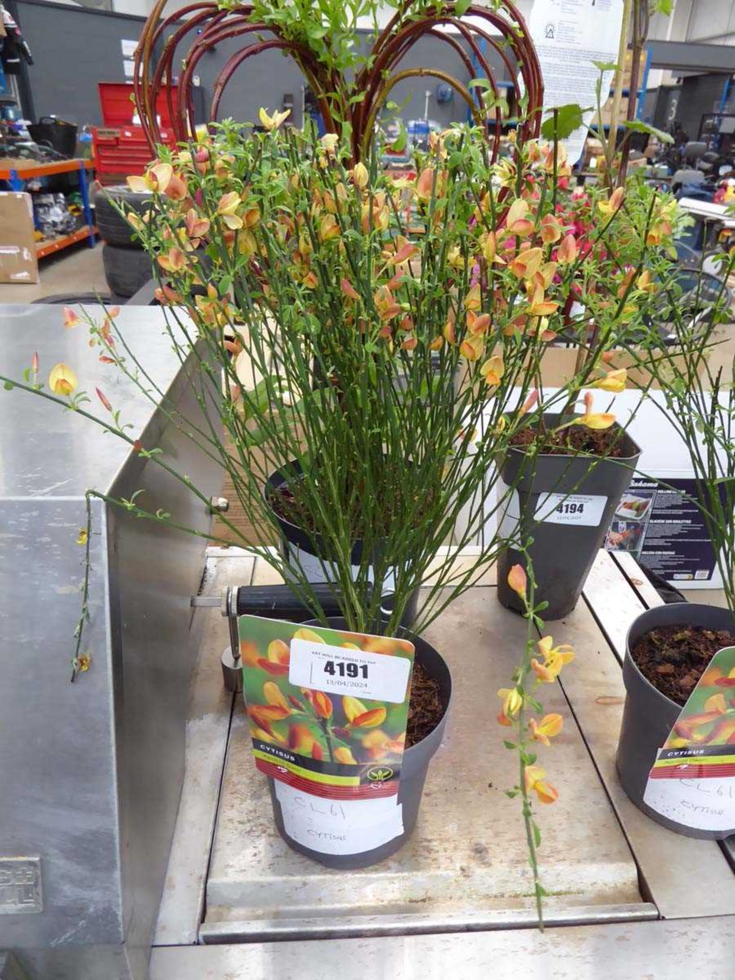 +VAT Cytisus plant