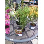 +VAT Cytisus plant