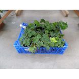 Tray of Strawberry Plants