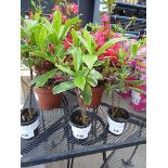 +VAT Potted Daphne plant