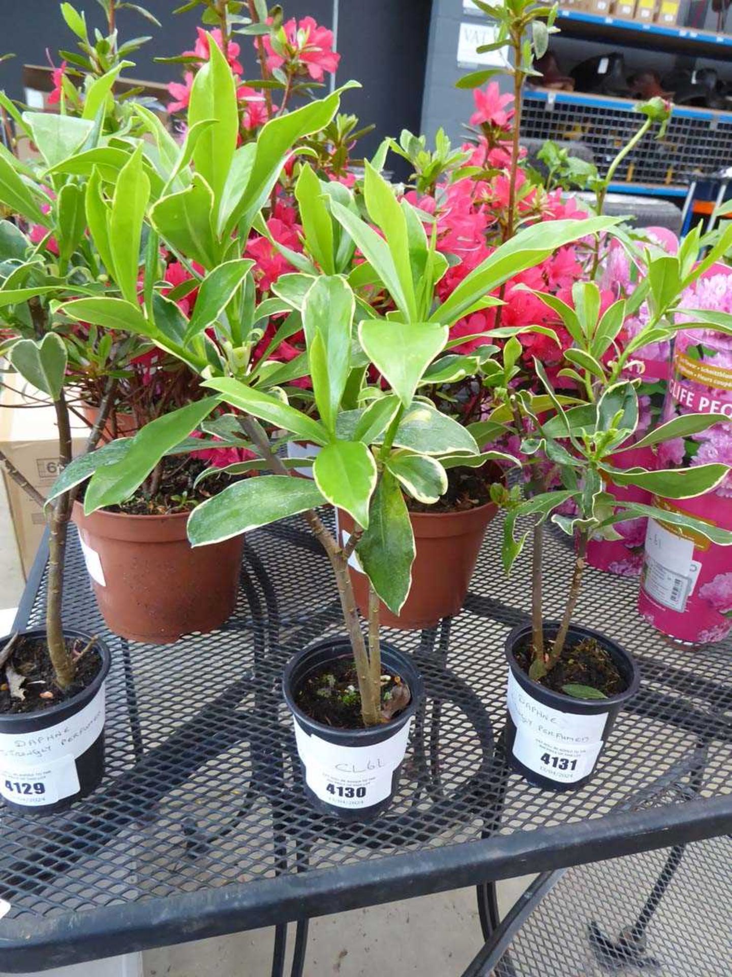 +VAT Potted Daphne plant