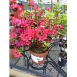 +VAT Potted Azalea