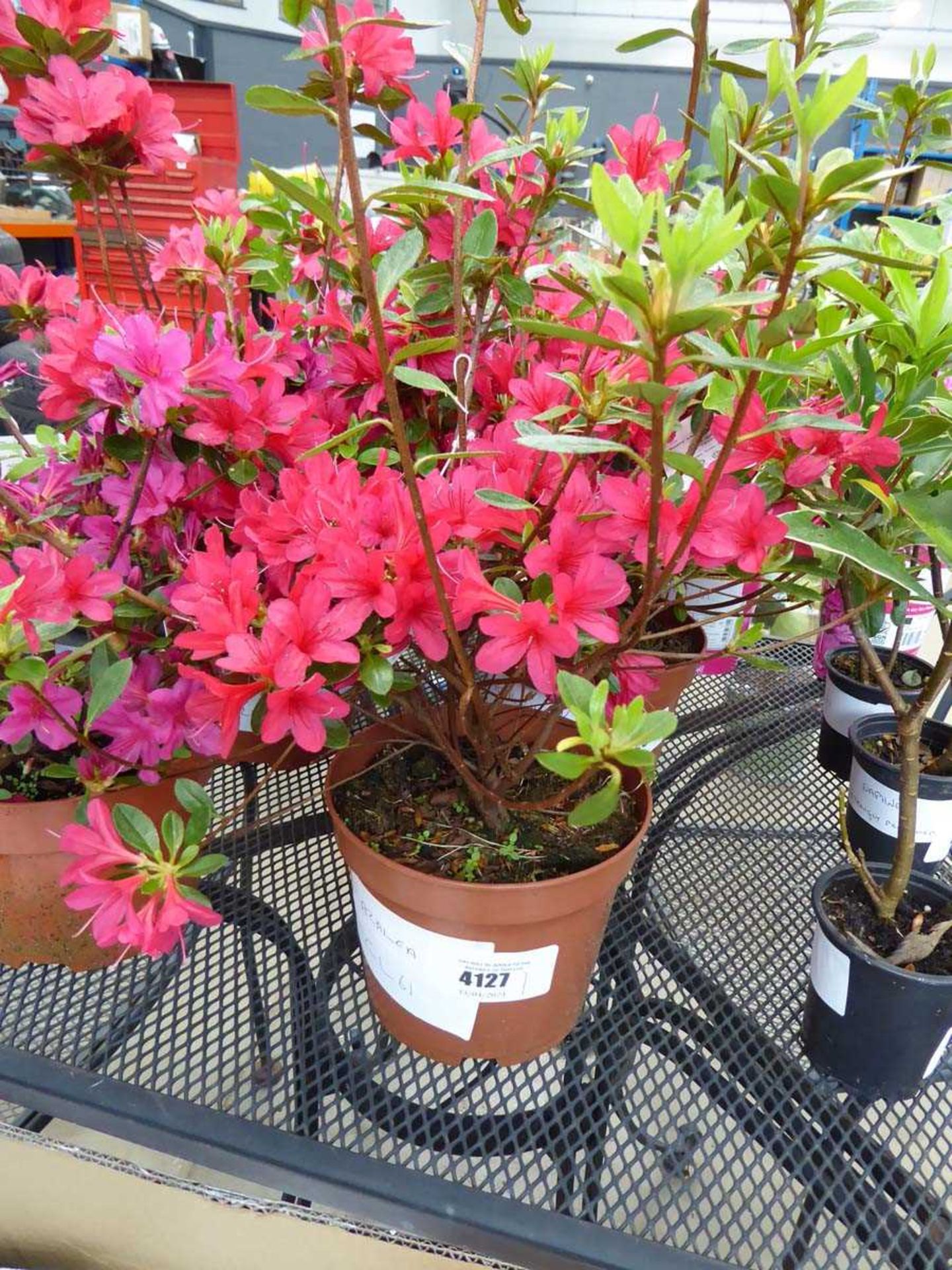 +VAT Potted Azalea