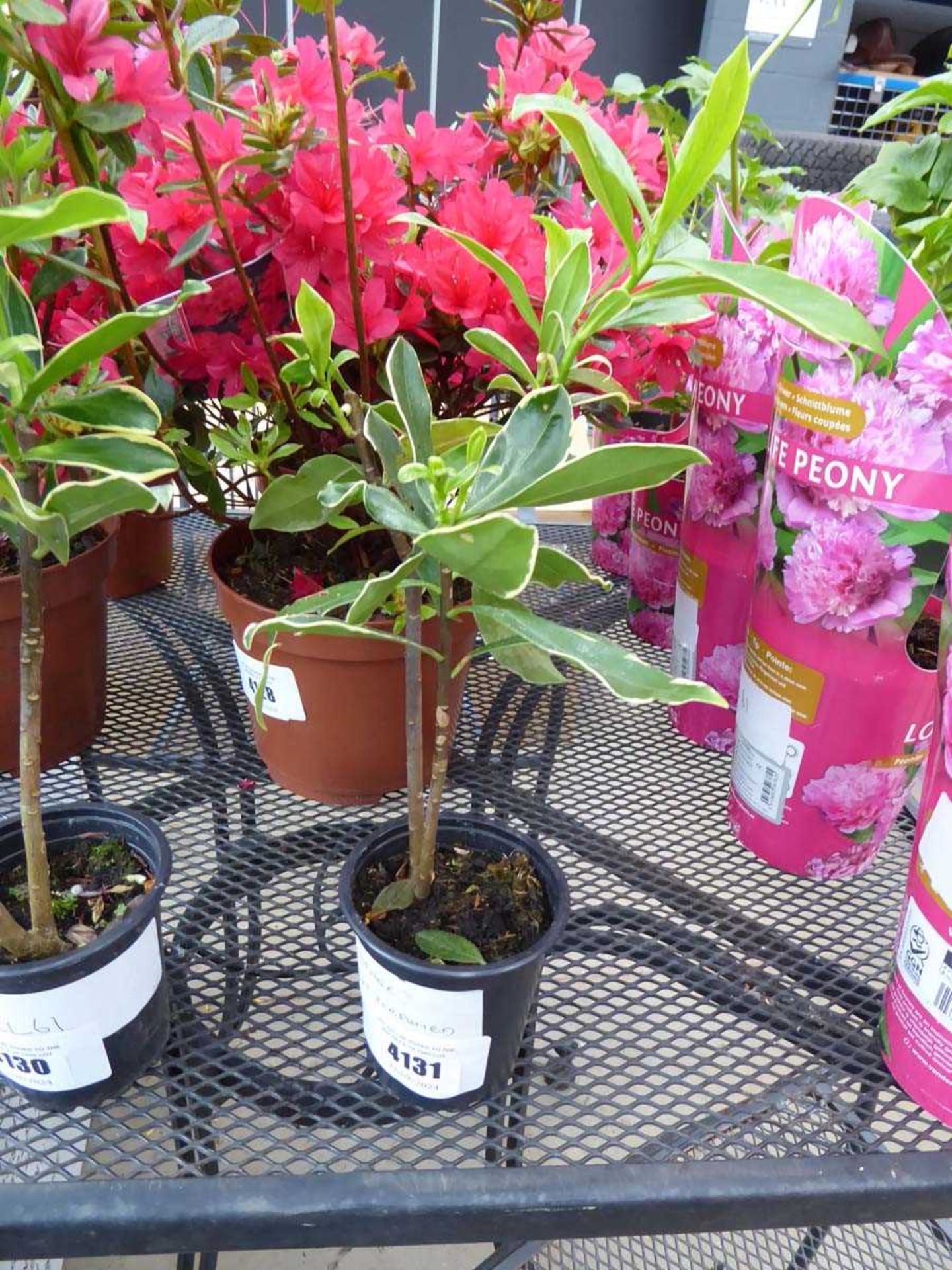 +VAT Potted Daphne plant