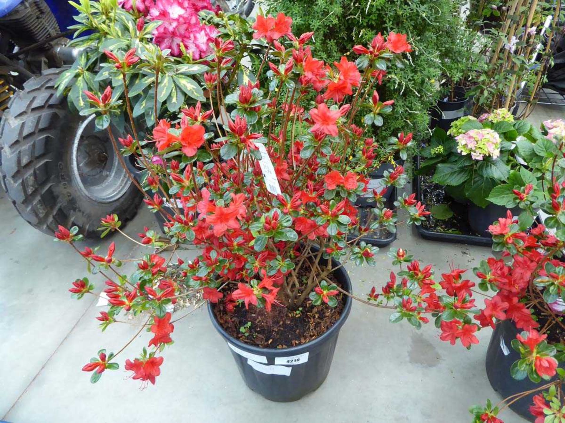 +VAT Large red Azalea plant