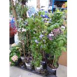 +VAT Potted Clematis