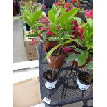 +VAT Potted Daphne plant