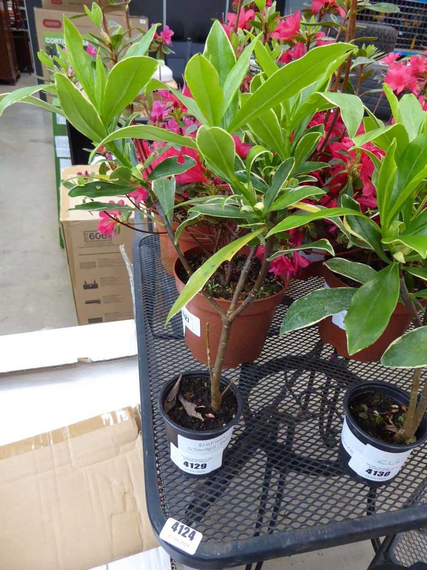 +VAT Potted Daphne plant