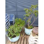 3 green pots with plants