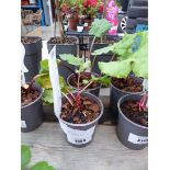 2 x Potted Rhubarb