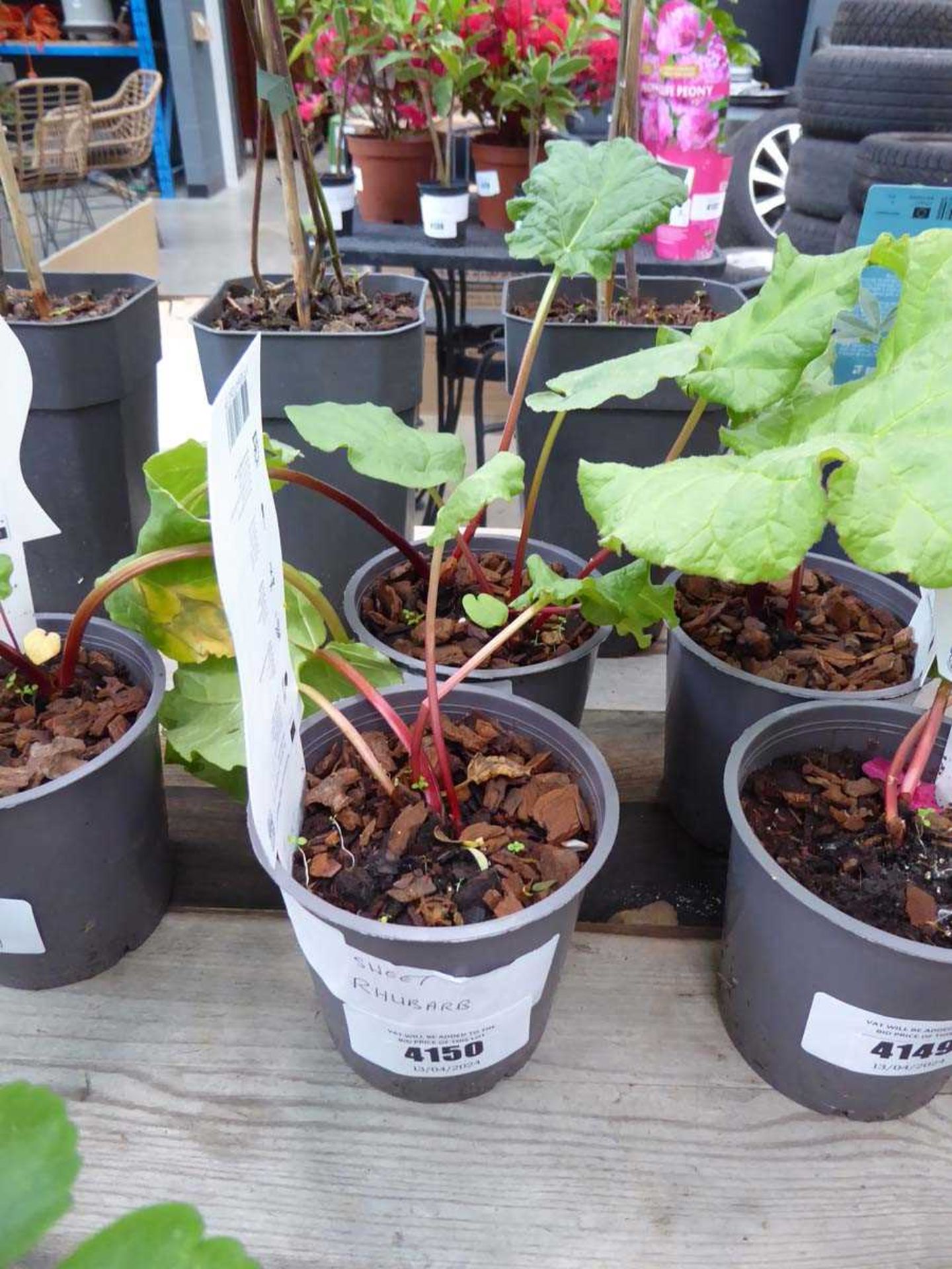 2 x Potted Rhubarb