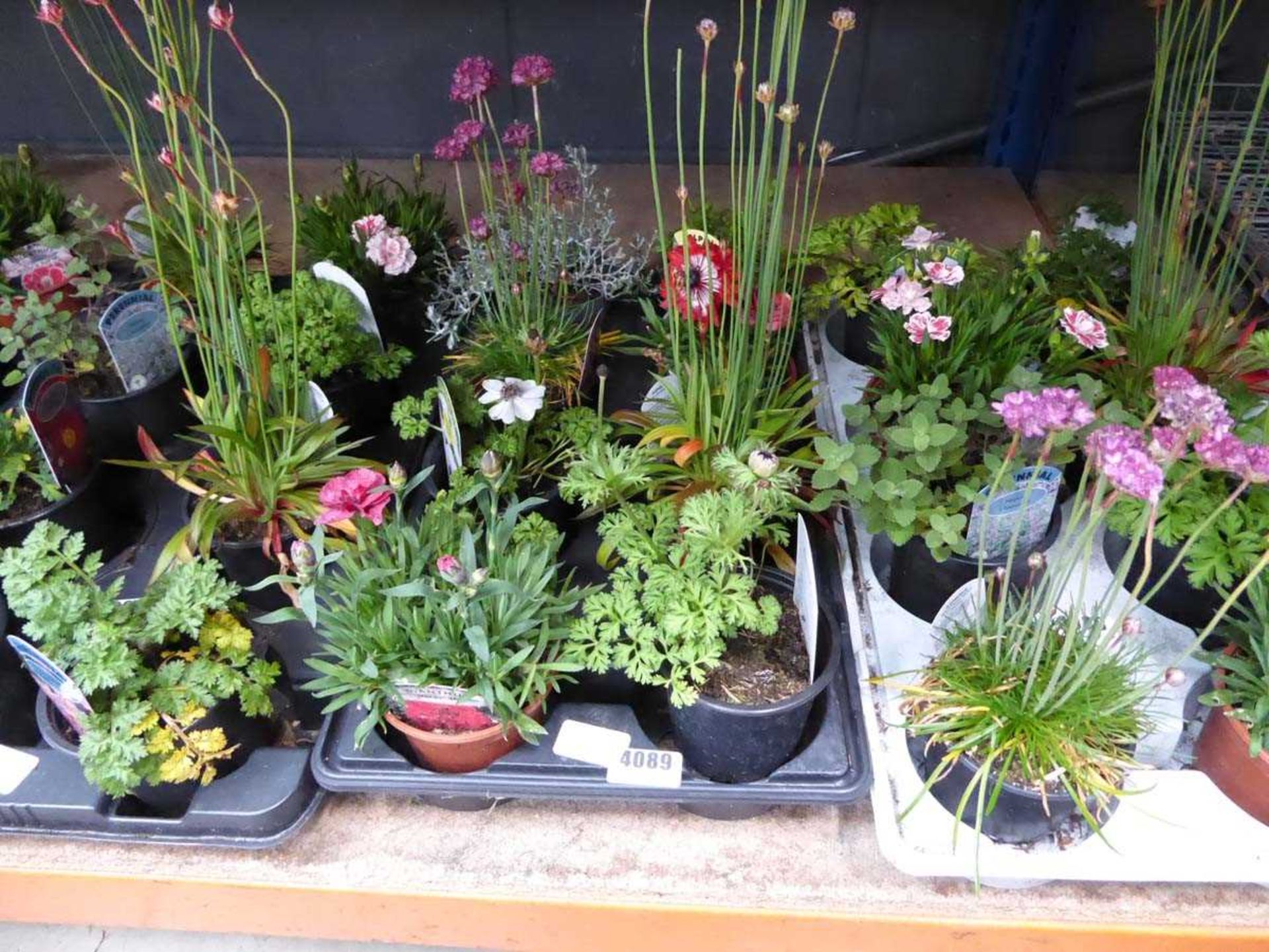 Tray of assorted alpine plants