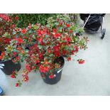 +VAT Large red Azalea plant