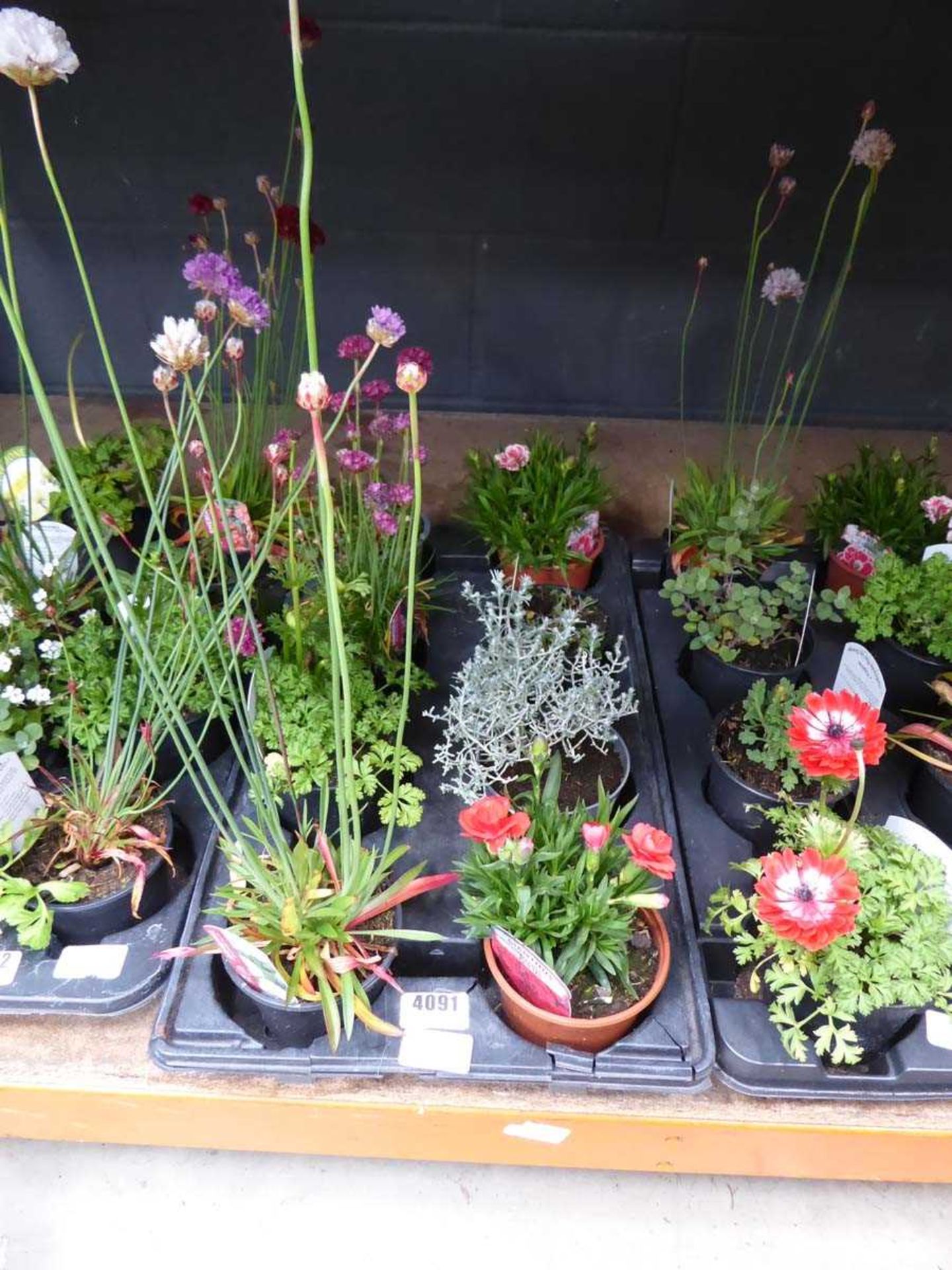 Tray of assorted alpine plants