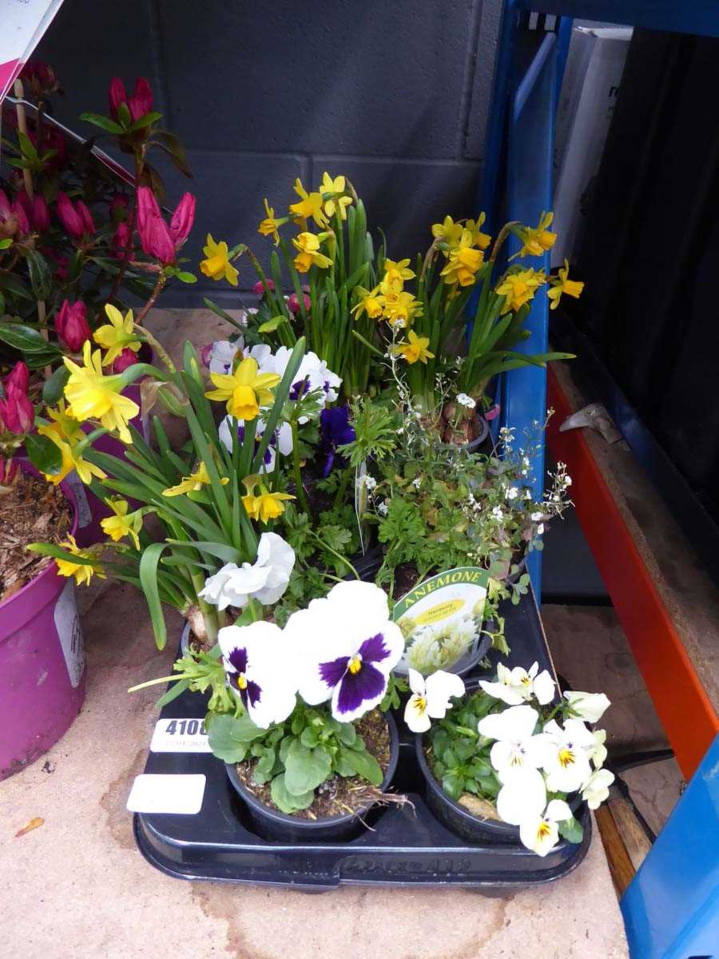 Tray of assorted plants