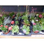 Tray of assorted alpine plants