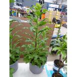 Potted campanula plant