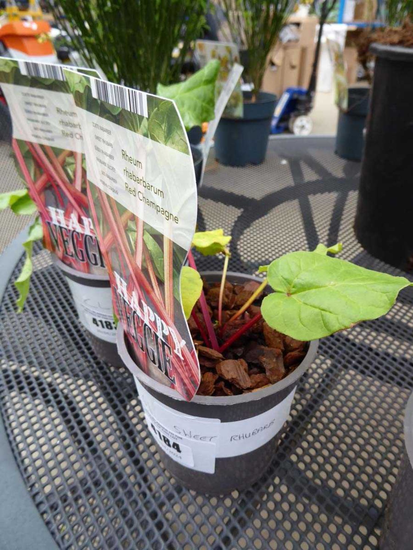 Rhubarb plant