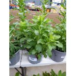 Potted campanula plant