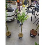 +VAT Small Salix plant