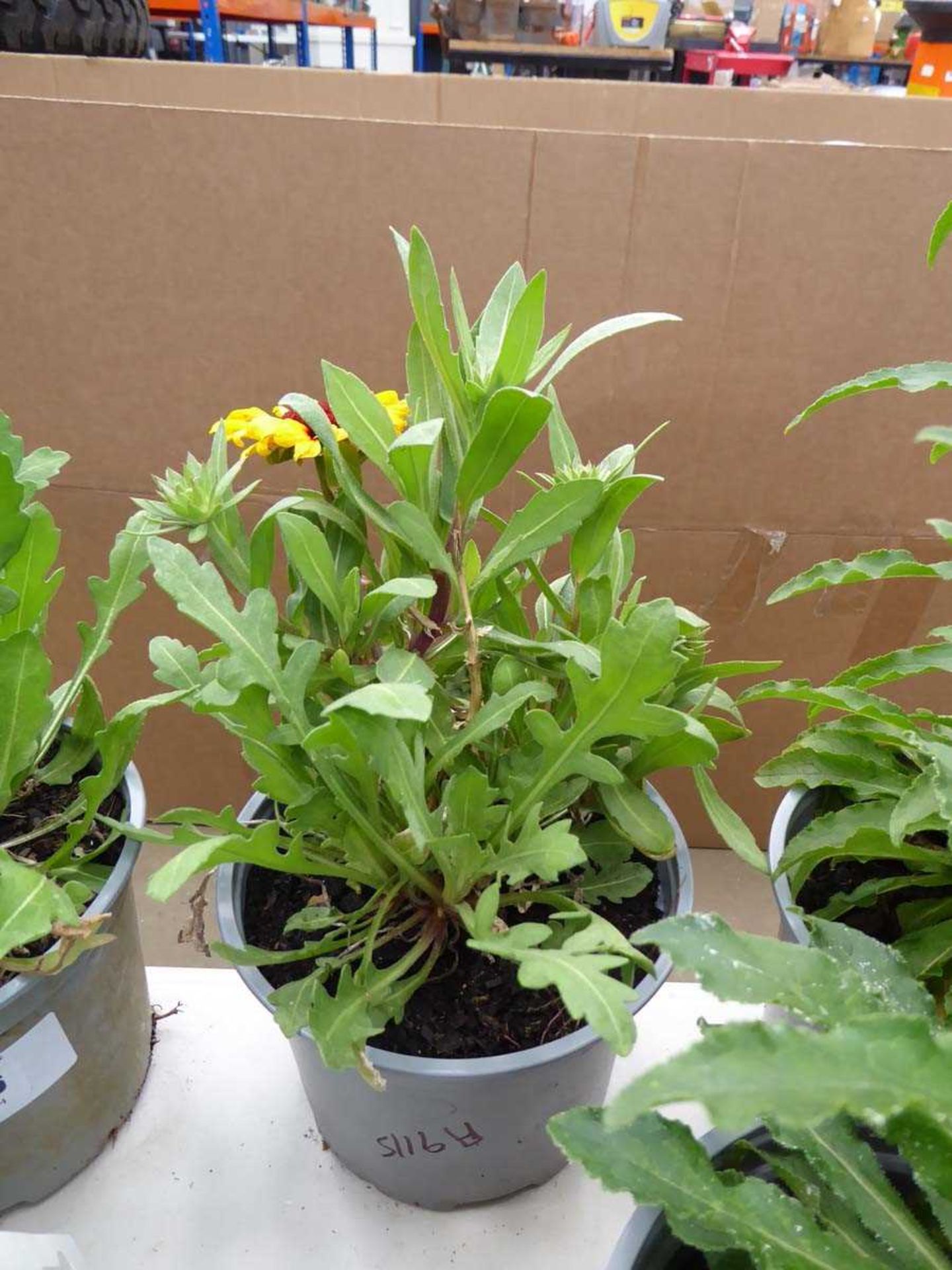 Potted gaillardia plant