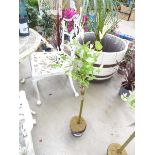 +VAT Small Salix plant